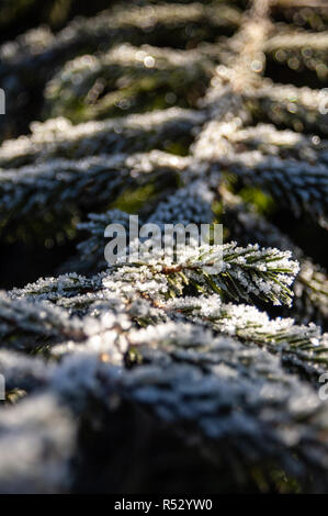 `Frozen Pine Branch in Winter Stock Photo